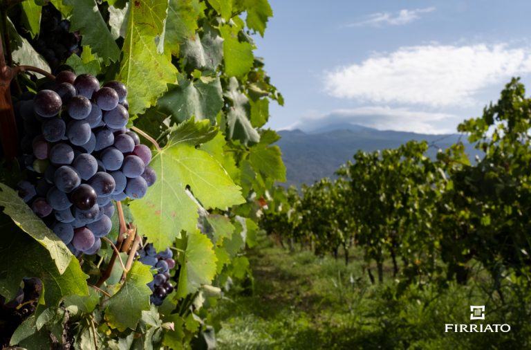 The Mountain Viticulture of the Etna Volcano