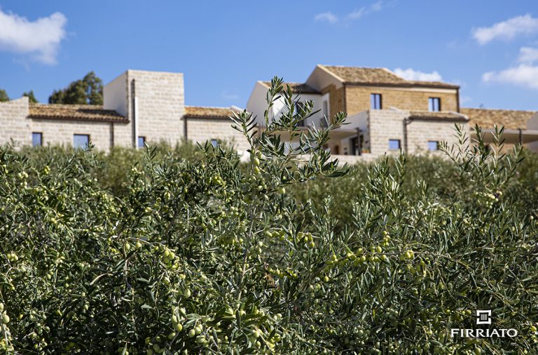 L’olio extravergine di oliva biologico Sicilia DOP Valli trapanesi